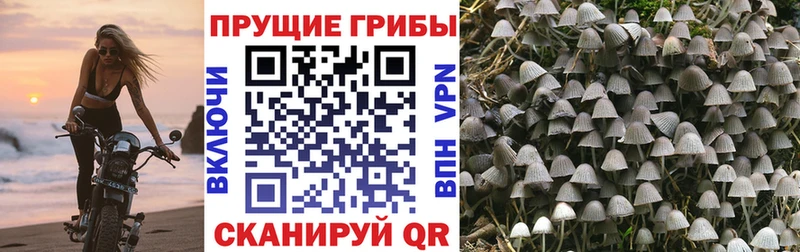 Купить  Грязи  Галлюциногенные грибы GOLDEN TEACHER 